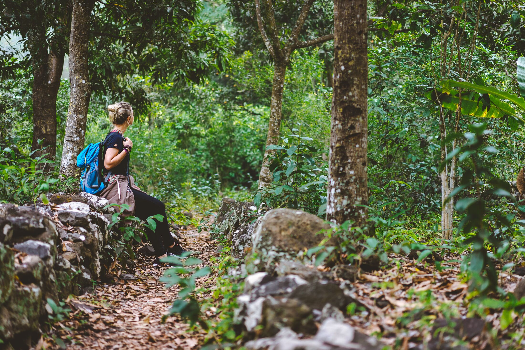 Coffee plantation