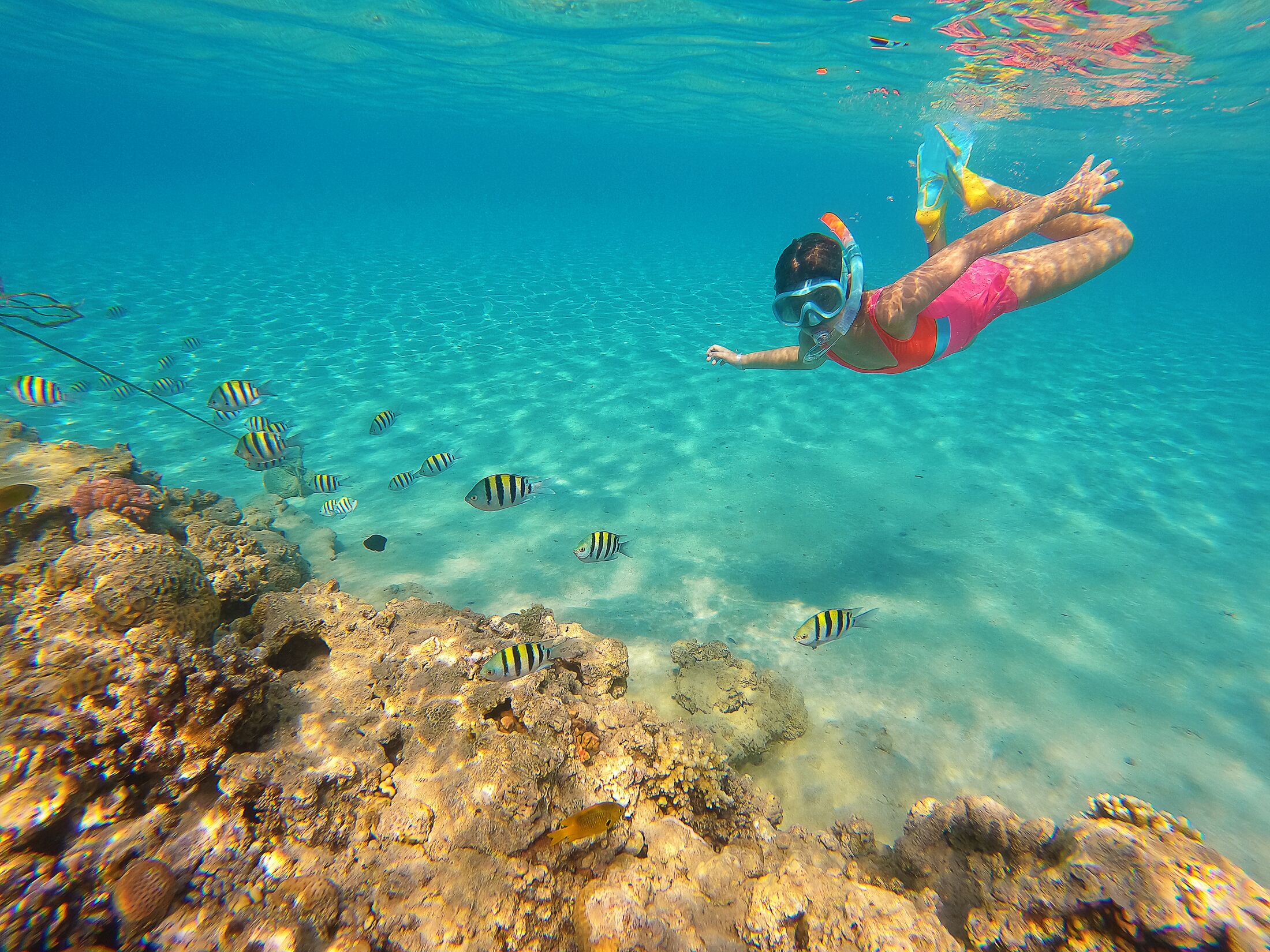 Coral reef Nature & Wildlife Underwater Sea life Scuba Diver Point of View Underwater photo