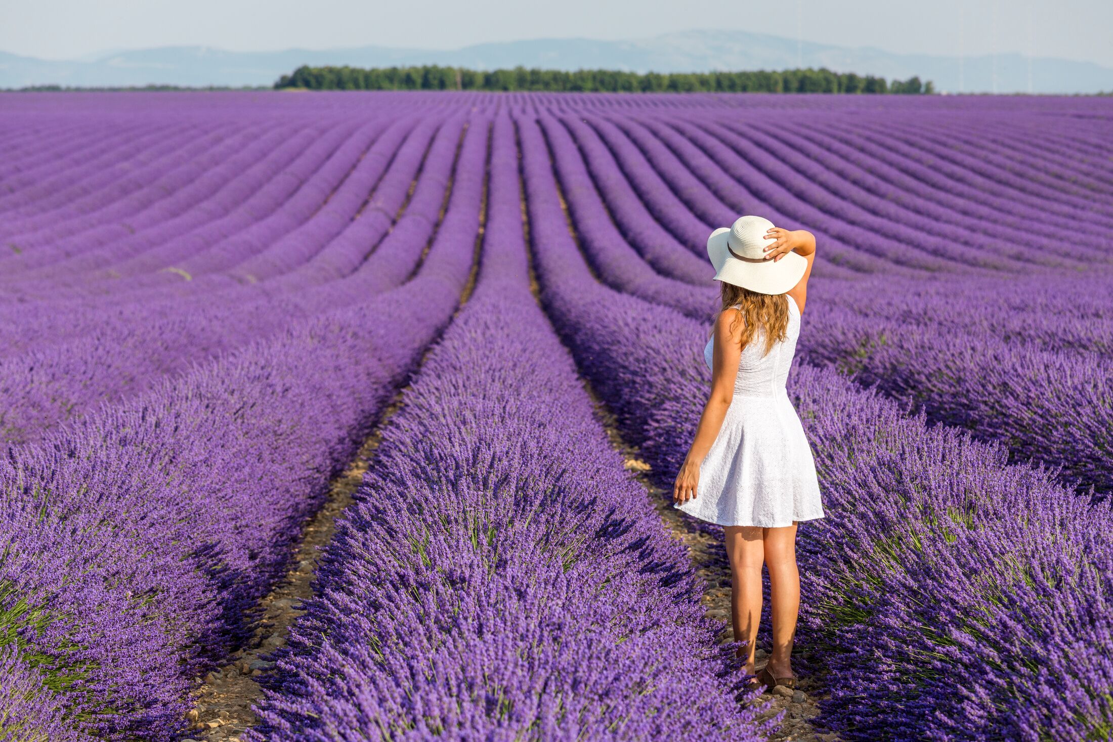 Een vrouw in een witte jurk en hoed staat in een veld met paarse lavenders in Toulon