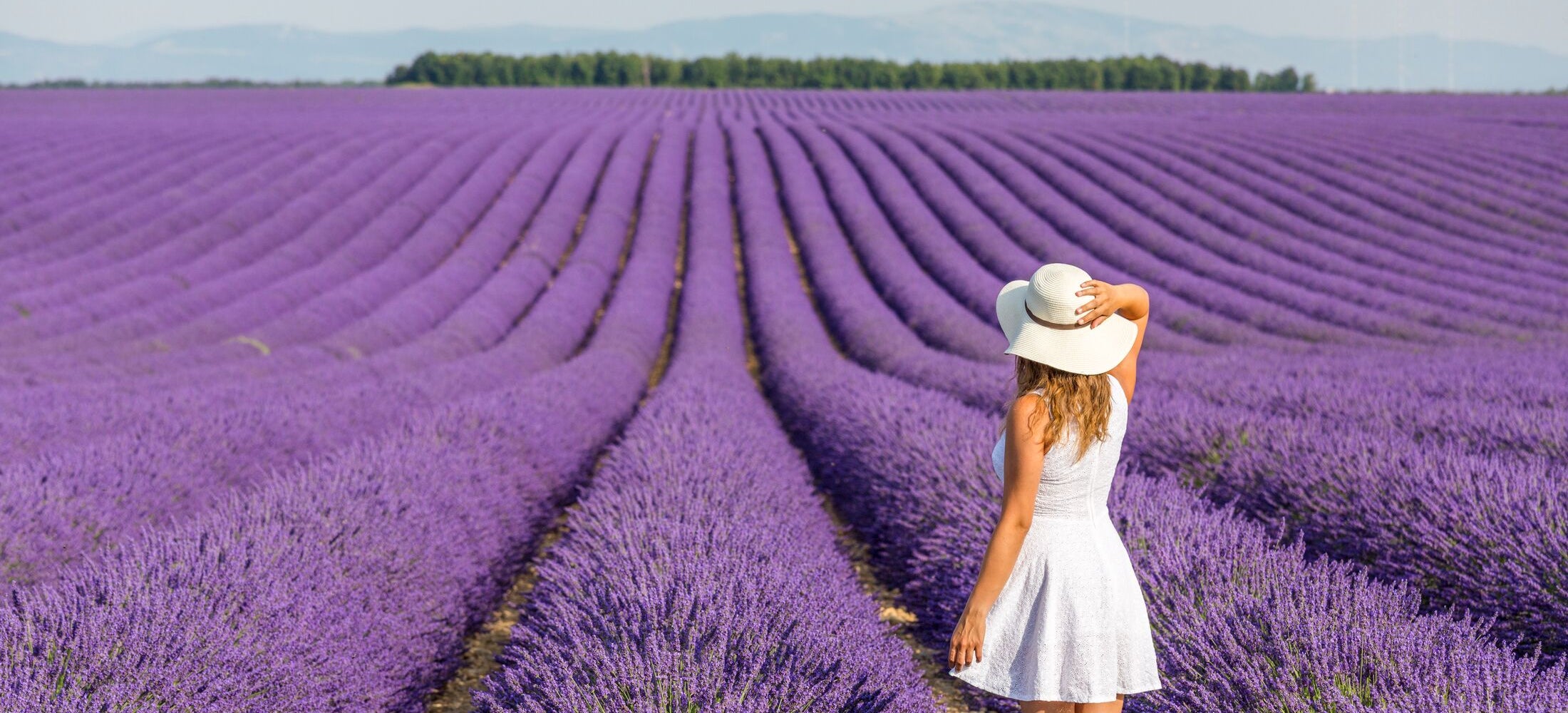 Une femme vêtue d'une robe et d'un chapeau blancs se tient dans un champ de lavandes mauves à Toulon