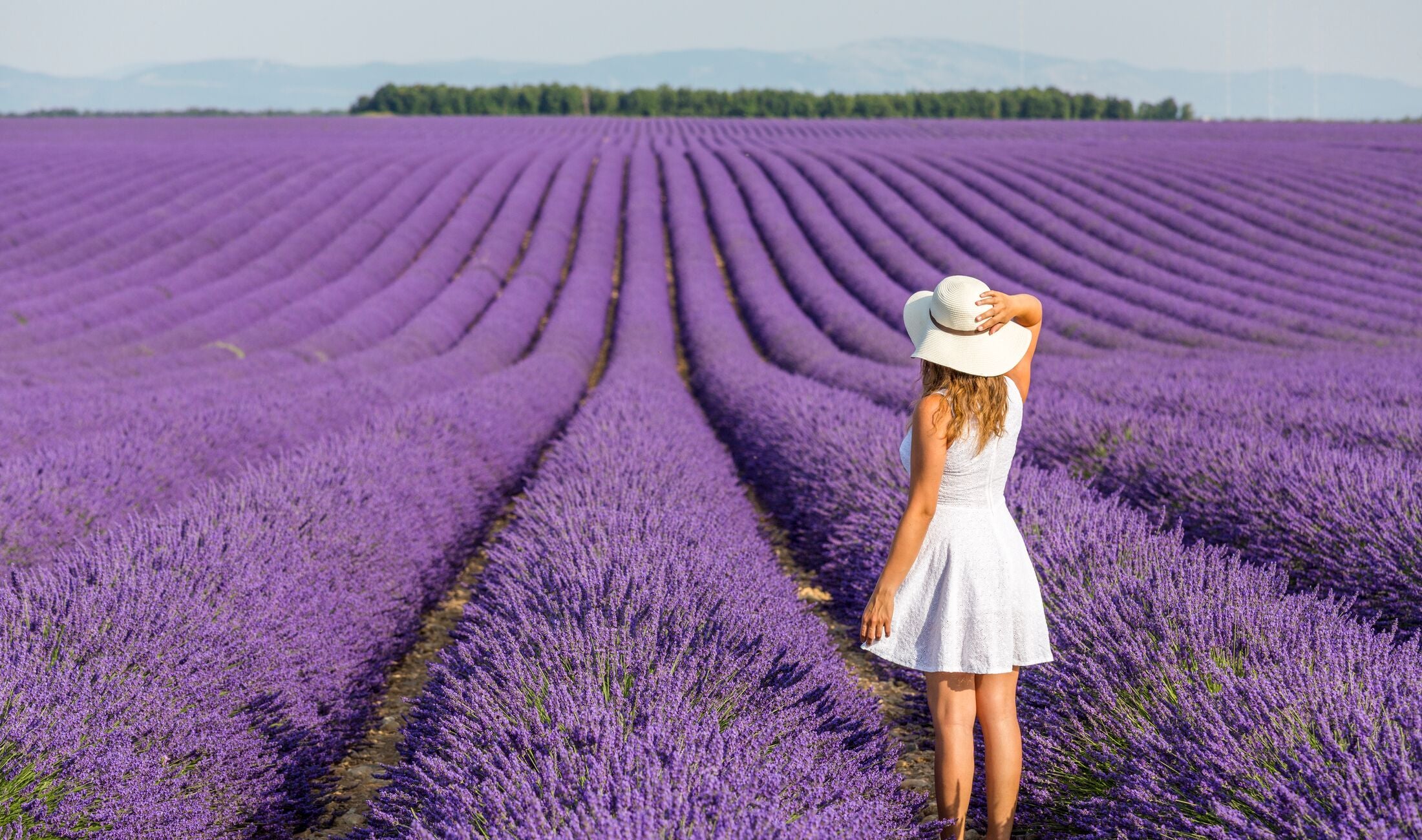 Een vrouw in een witte jurk en hoed staat in een veld met paarse lavenders in Toulon